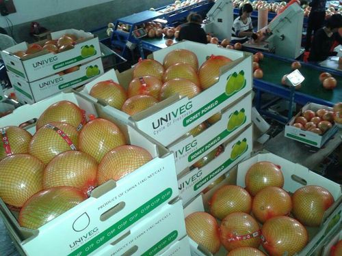 平和出口紅肉蜜柚 新鮮天然無公害有機柚子批發指南