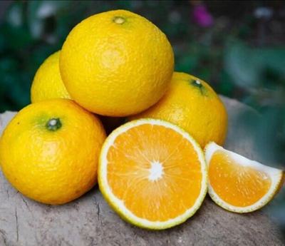 福建南平建陽區(qū)桔柚批發(fā) 質(zhì)優(yōu)價廉，果園直供
